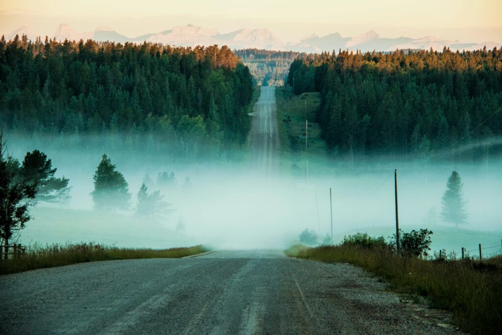 Forest road surrounded by trees and mist, symbolising the spiritual meaning of trees and their grounding energy