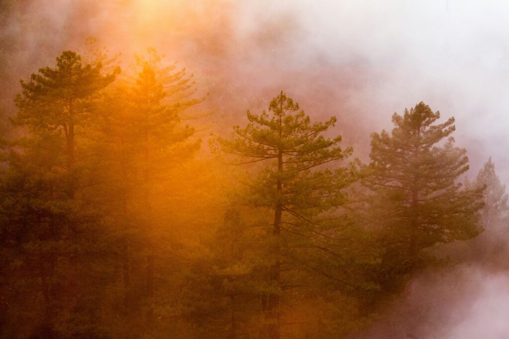 Misty pine forest bathed in warm golden light, creating a calm and reflective natural atmosphere