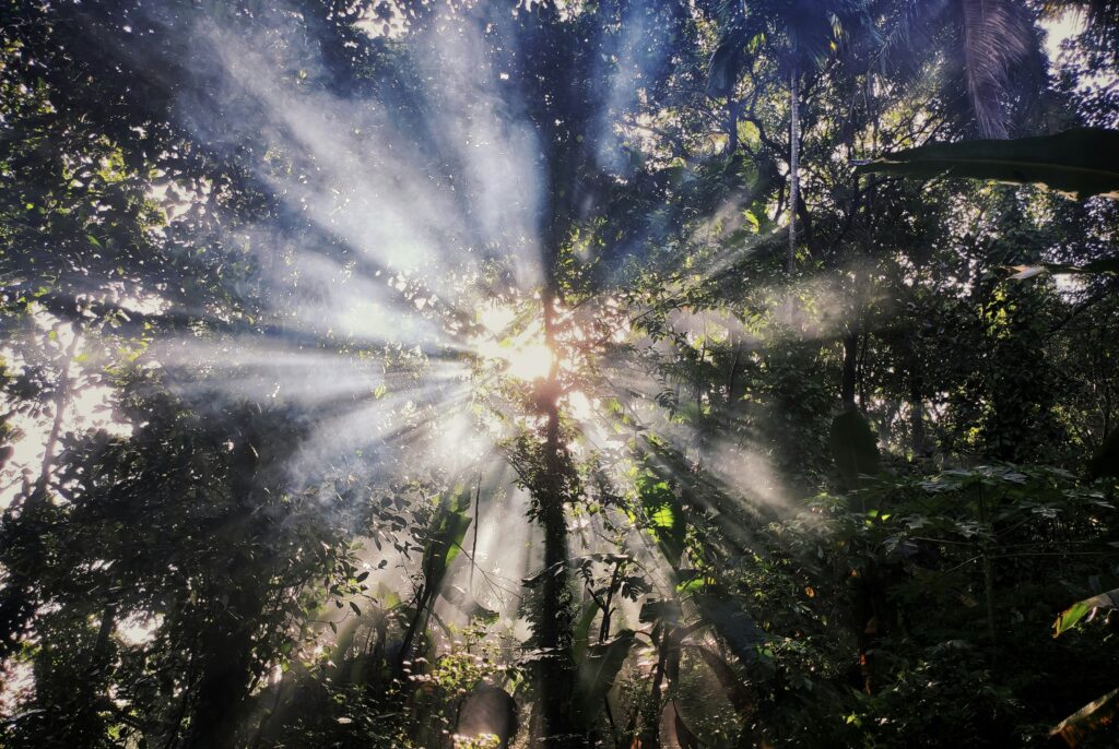 Celtic soul trees and their meaning for every zodiac sign represented through sunlight shining through a mystical forest, symbolising spiritual growth and natural energy.