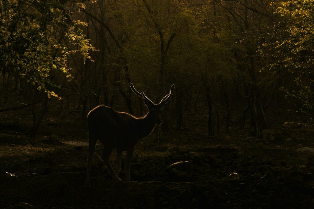 A deer standing peacefully in a forest at golden hour, representing spirit animal based on personality through gentleness, awareness, and natural intuition.