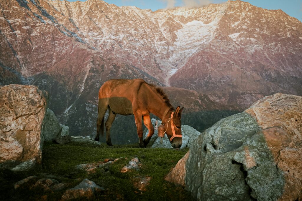A horse grazing in a mountainous landscape, symbolising spirit animal based on personality through freedom, strength, and independent spirit.