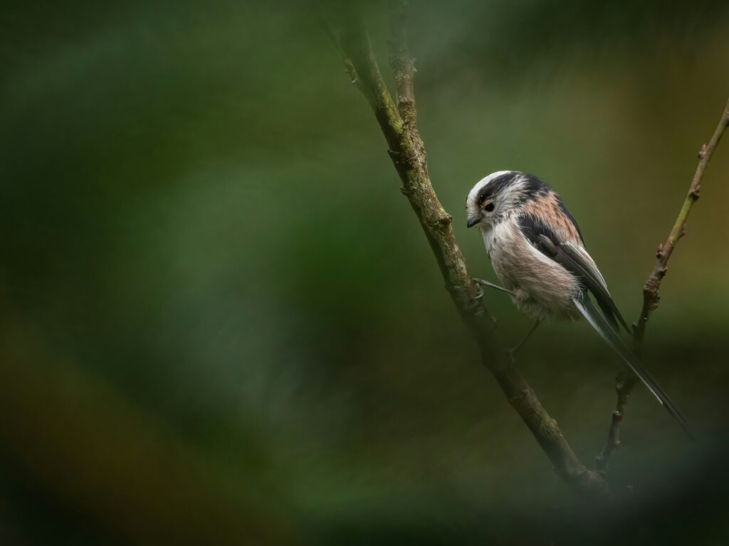 A small bird perched quietly on a branch, reflecting intuition and awareness in a spirit animal based on personality interpretation.