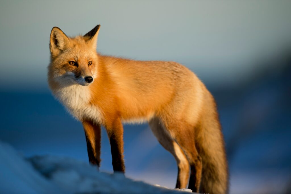 A red fox standing alert in a snowy landscape, symbolising intelligence, adaptability, and sharp instinct.