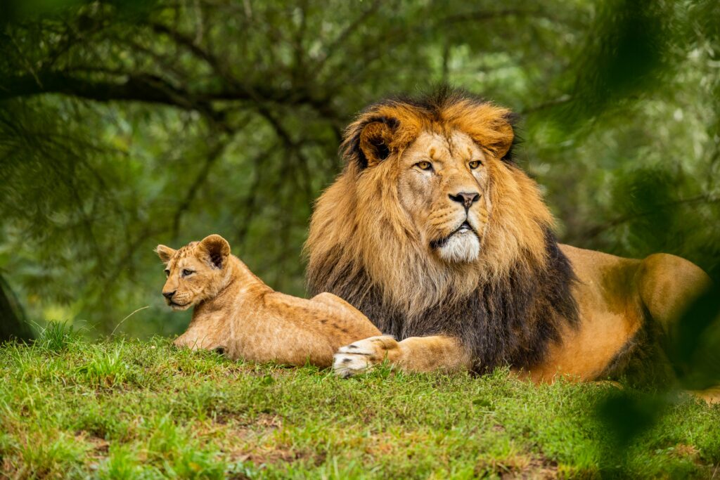 A majestic lion resting beside a cub in lush greenery, representing leadership, protection, and quiet strength.